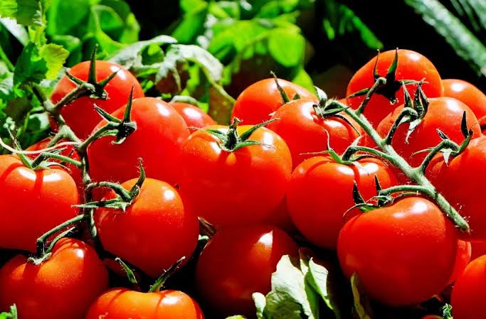Tomato processing company